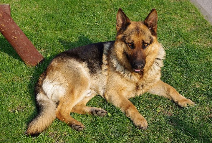 All German Shepherds Bite