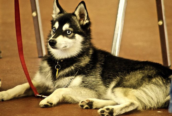 Alaskan Klee Kai