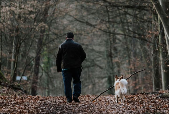 Avoid Walking Dogs Near Coyote Habitats
