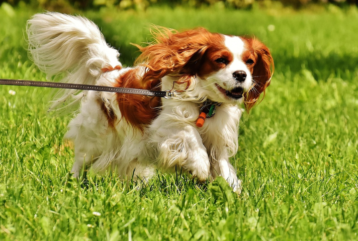 Cavalier King Charles Spaniel