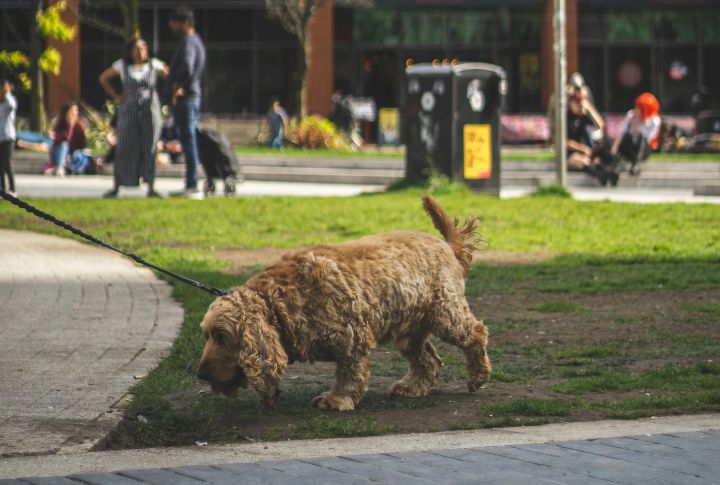 Cocker Spaniel