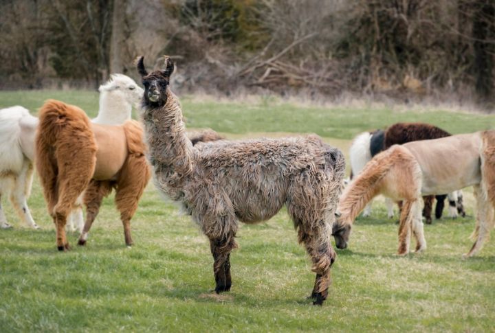 Llamas
