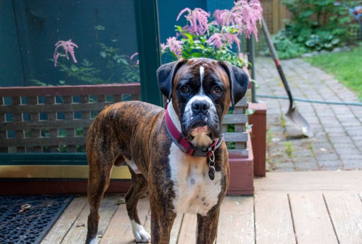 Boxer