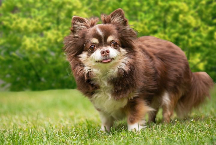 “Peanut” The Chihuahua