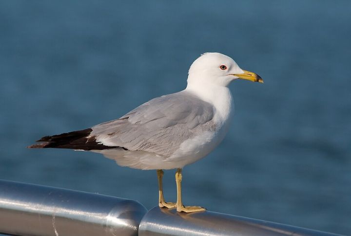 Seagulls: Periscope Spotters