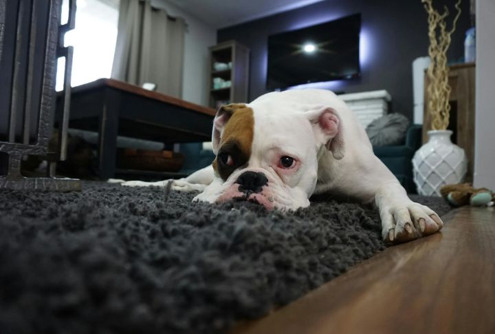 Whimpering Without Obvious Injury