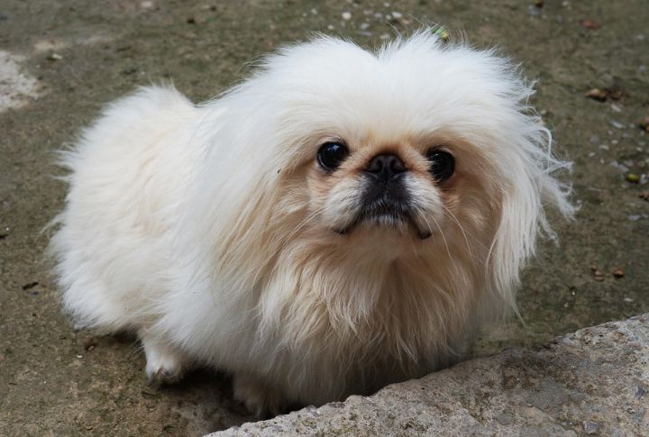 Pekingese