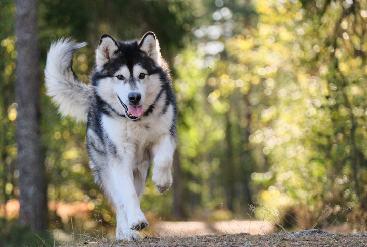 Alaskan Malamute