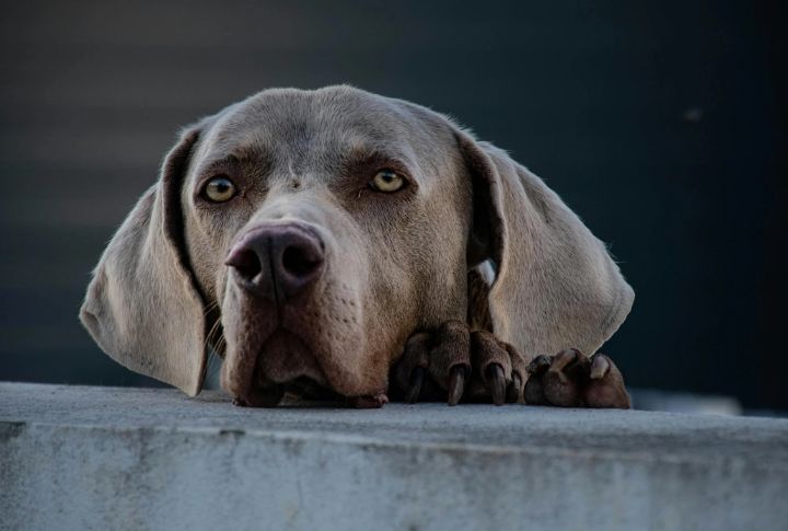 Weimaraner