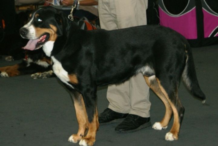 They Shine In Draft And Herding Sports