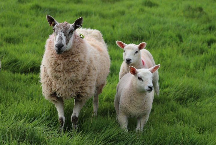 Sheep