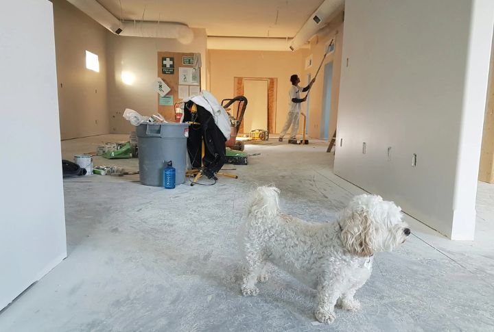 Dogs Don't Judge Your Mess