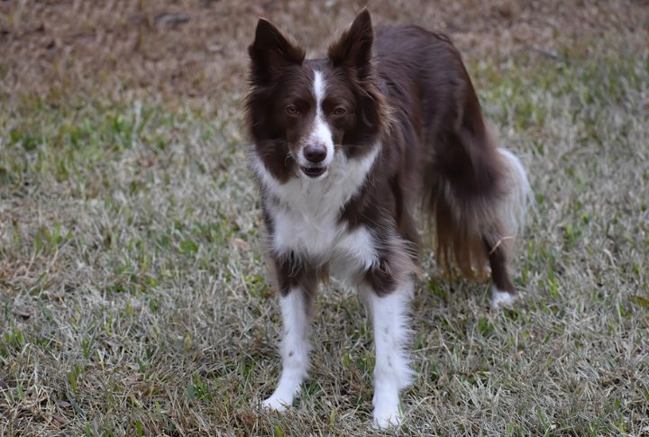 “Ranger” The Border Collie