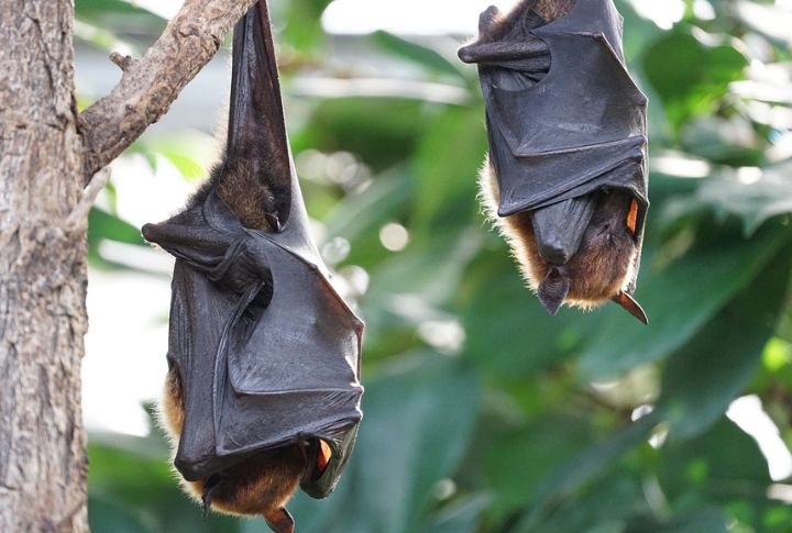 Bats: Bomb-Carrying Oddities