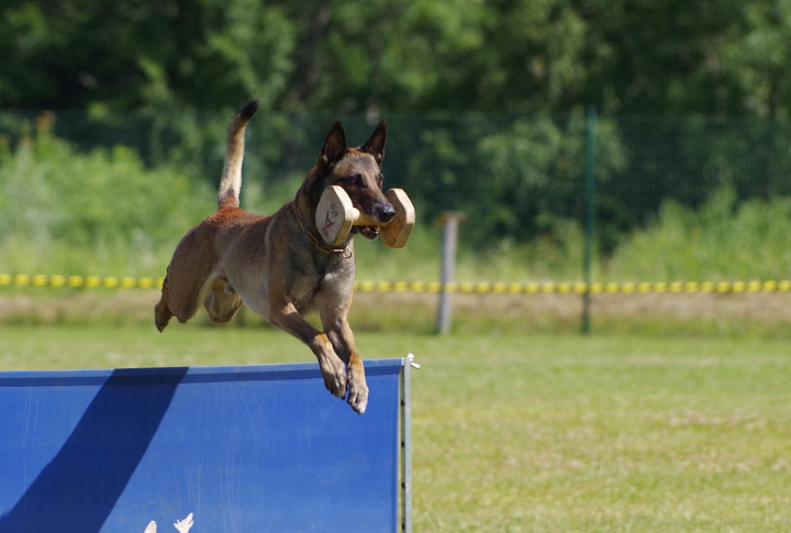 Belgian Malinois
