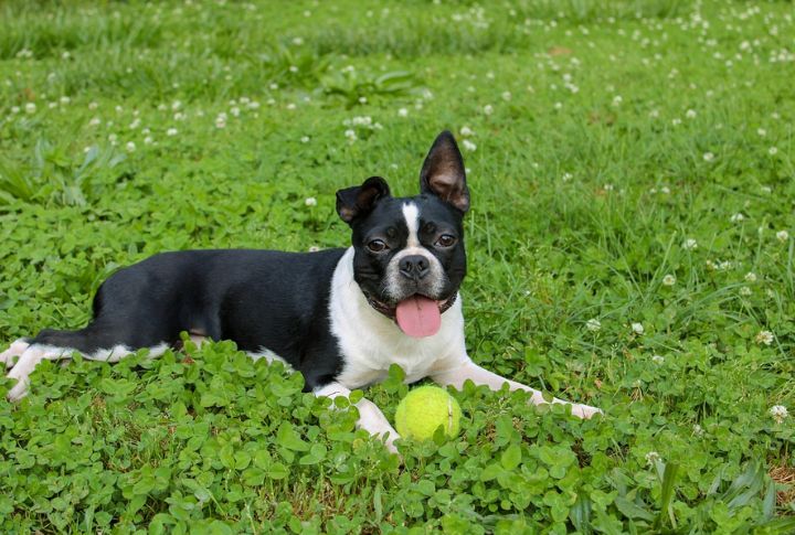 Boston Terrier