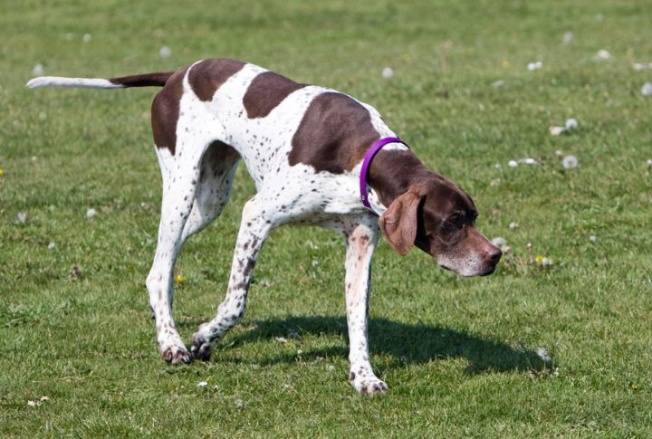 English Pointer