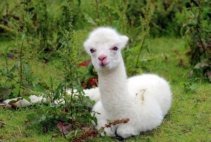 Alpacas