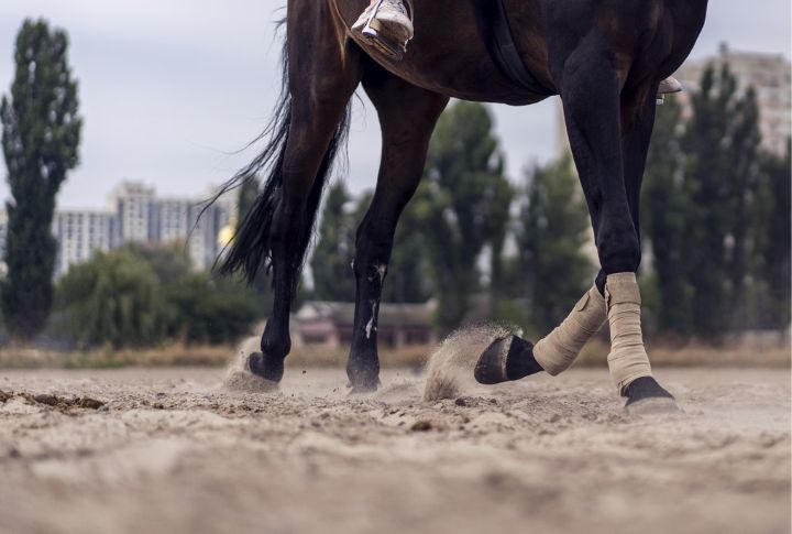 Hooves Don’t Scratch Your Floors
