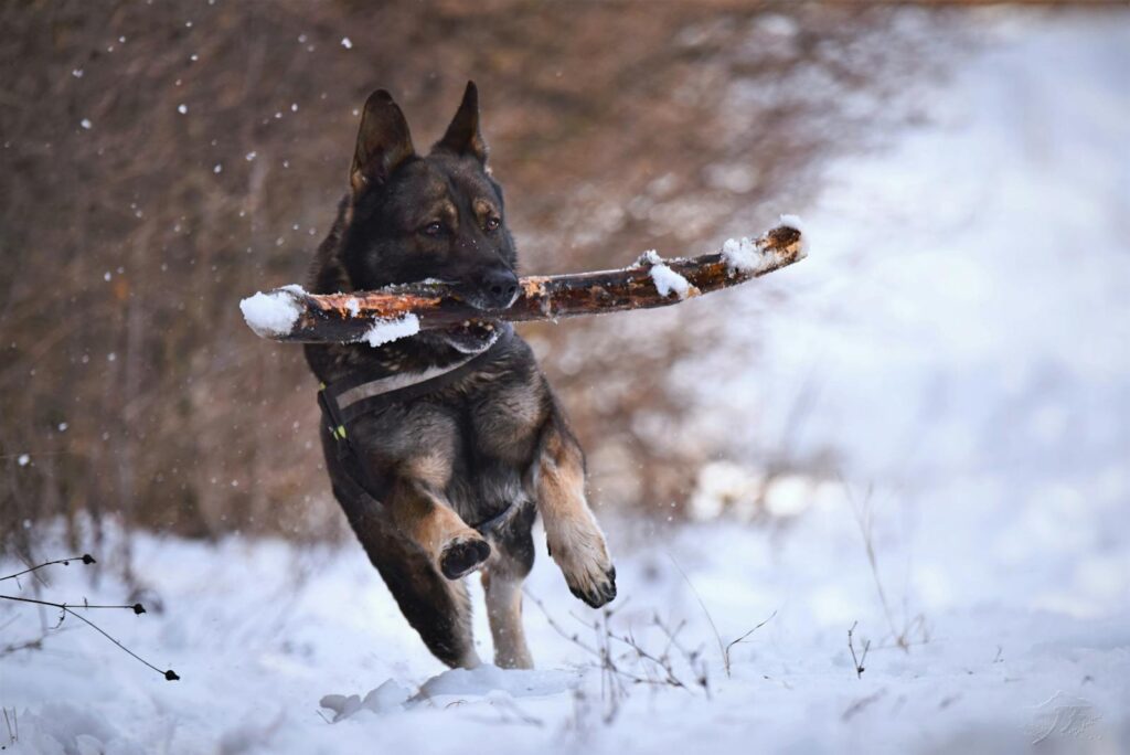 A German Shepherd happily playing in the snow with a stick in its mouth.