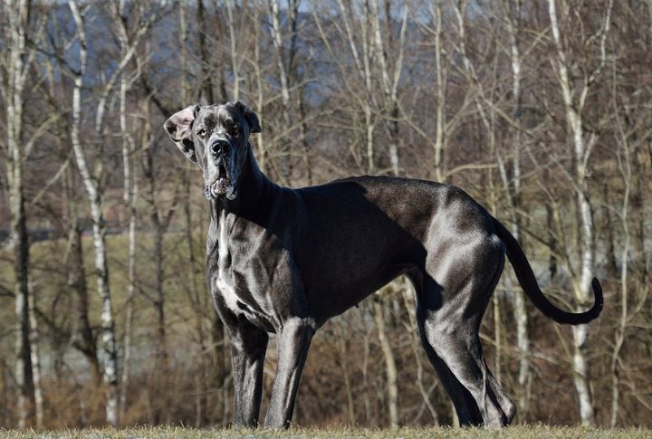 “Moose” The Great Dane