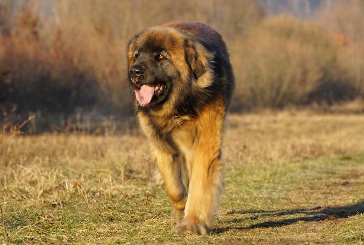 Leonberger