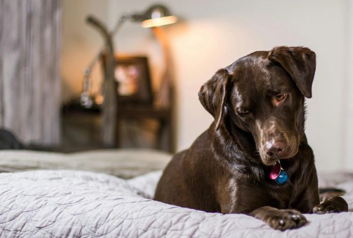 Keep Dogs Indoors At Night