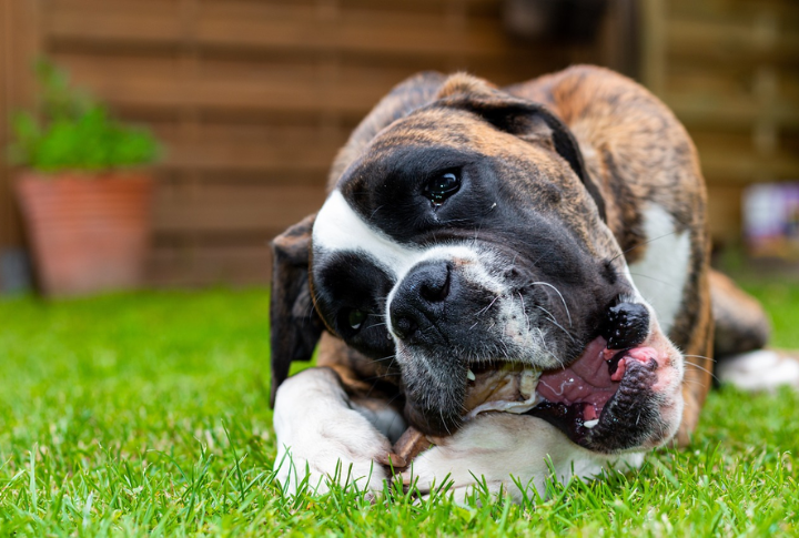 Boxer