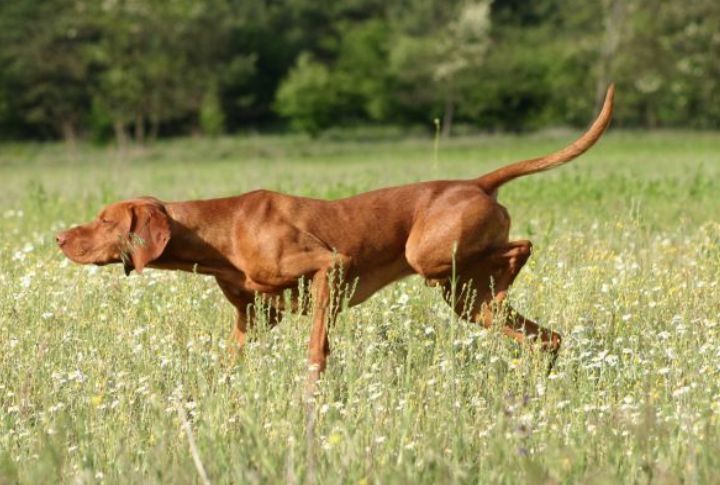 Vizsla