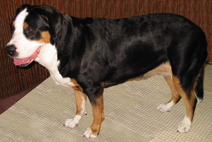 Big, Compact Paws Built For Terrain