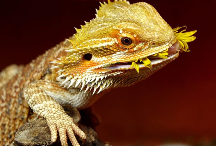 Bearded Dragons