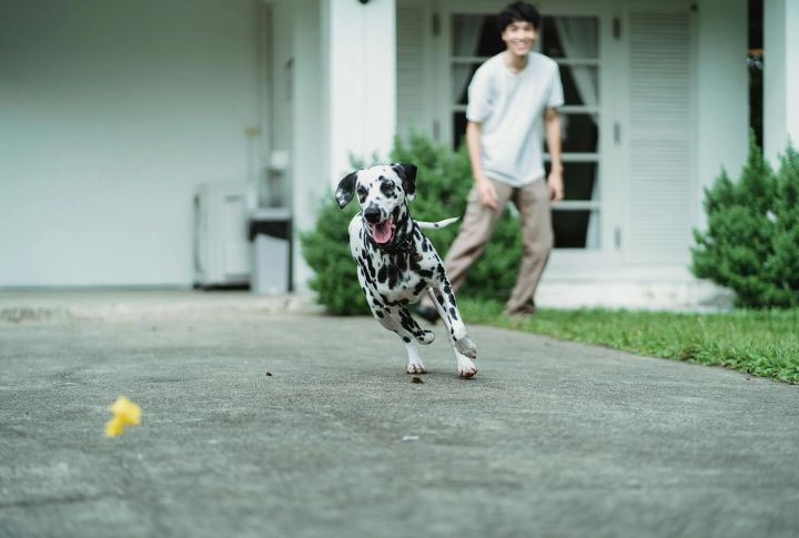 Dogs Remind You To Keep Things Simple