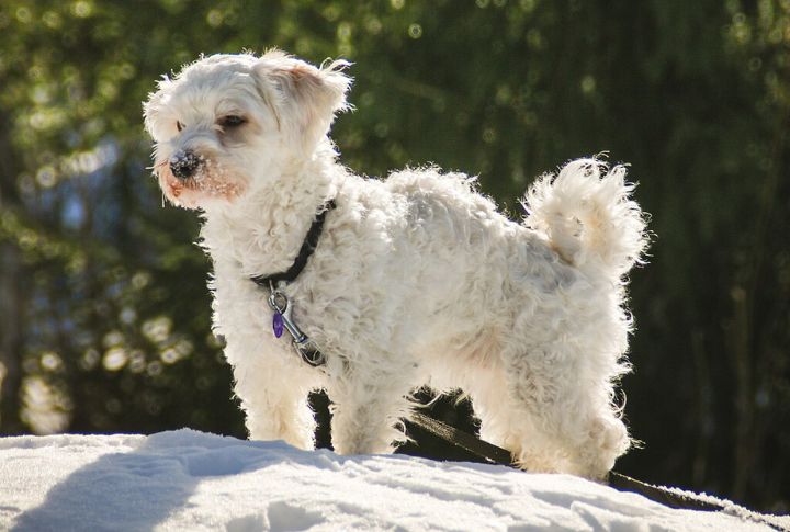 Havanese