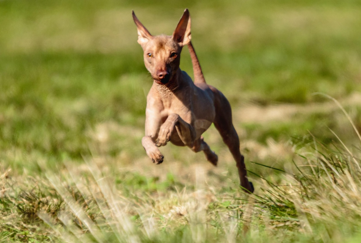 Peruvian Hairless Dog