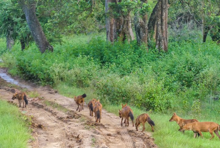 Dholes Use Pack Hunting