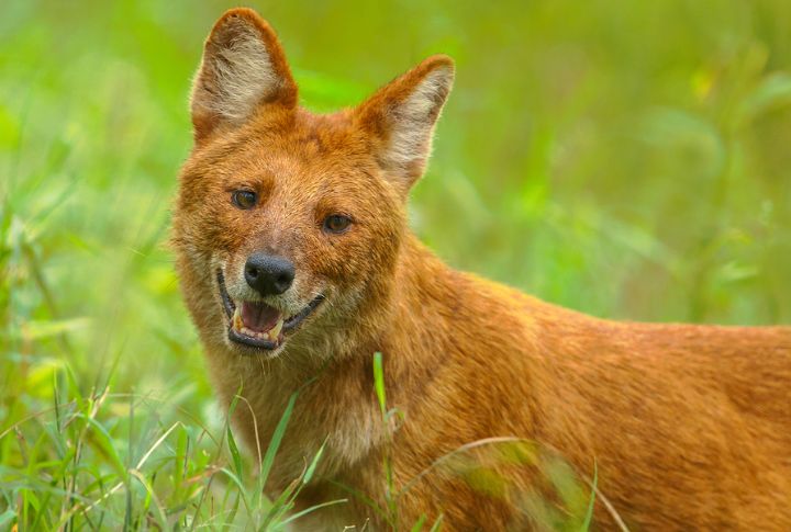 Dholes Eat Faster Than Tigers