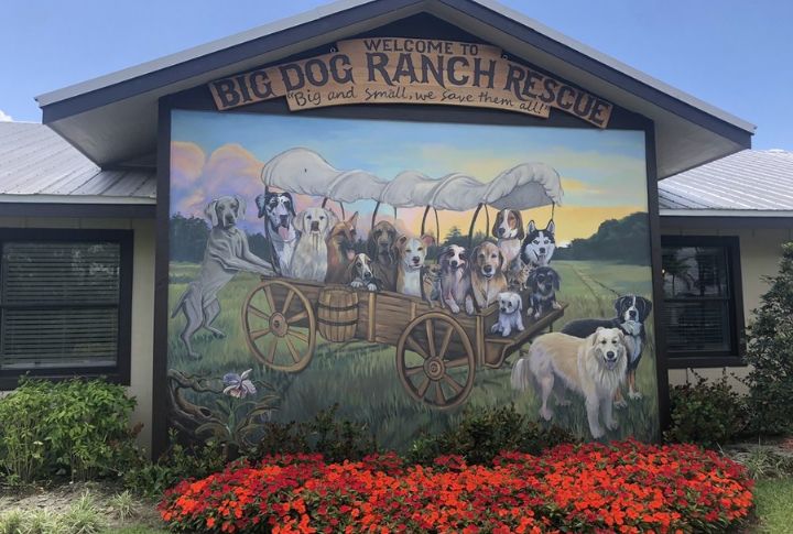 Big Dog Ranch Rescue