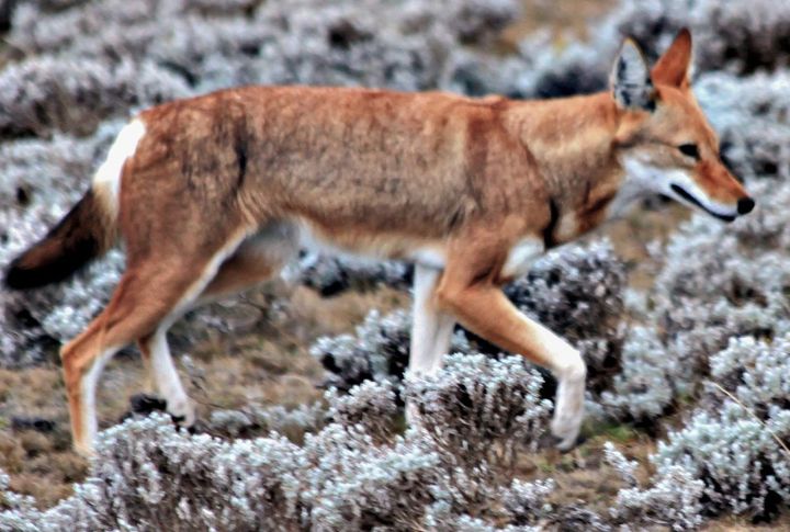 A Specialist In The Afro-alpine Ecosystem
