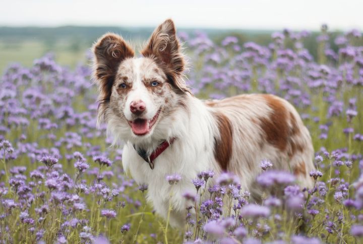 Border Collie