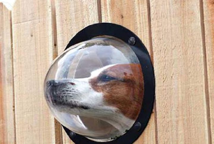 Create Fence Peepholes For Backyard Entertainment