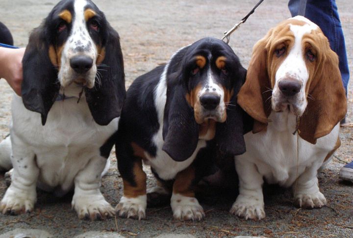 Basset Hound