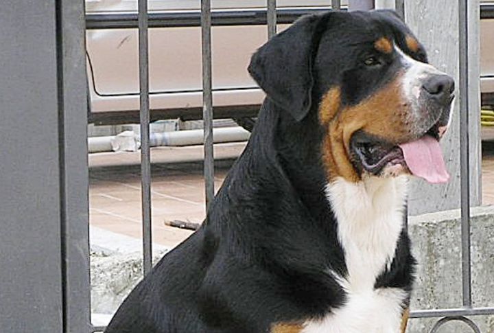 One Of The Oldest Swiss Working Breeds