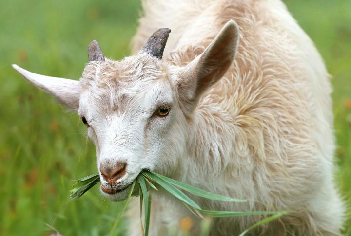 Goats