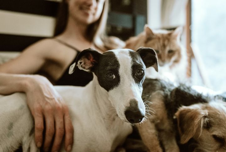 Dogs Give Emotional Stability A Heartbeat