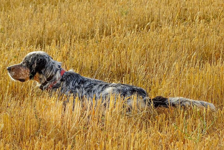 Bred For Bird Hunting With Precision