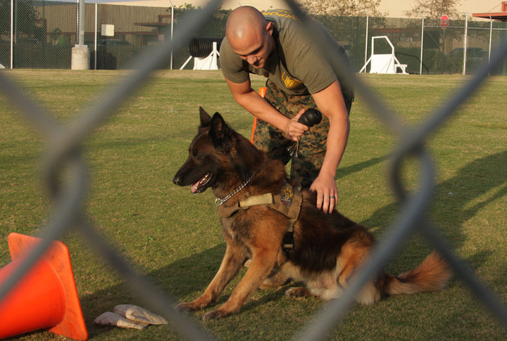 Advance Into Specialized K-9 Roles