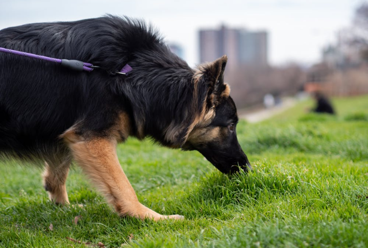Give Them Extra Sniff Time
