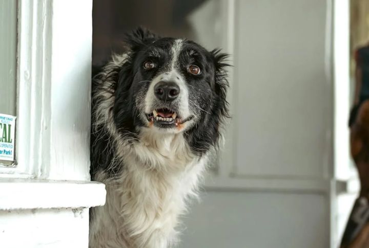 Border Collies