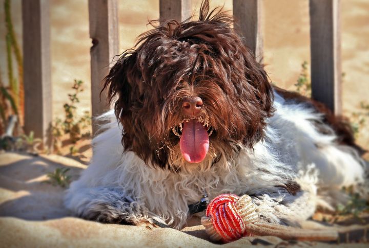 Playful Nature