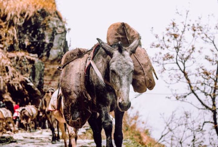 Mules: Battlefield Workhorses